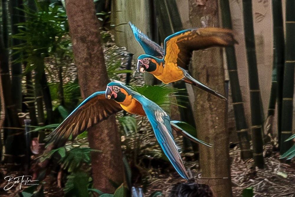 20260127-Animal Kingdom All -51.jpg