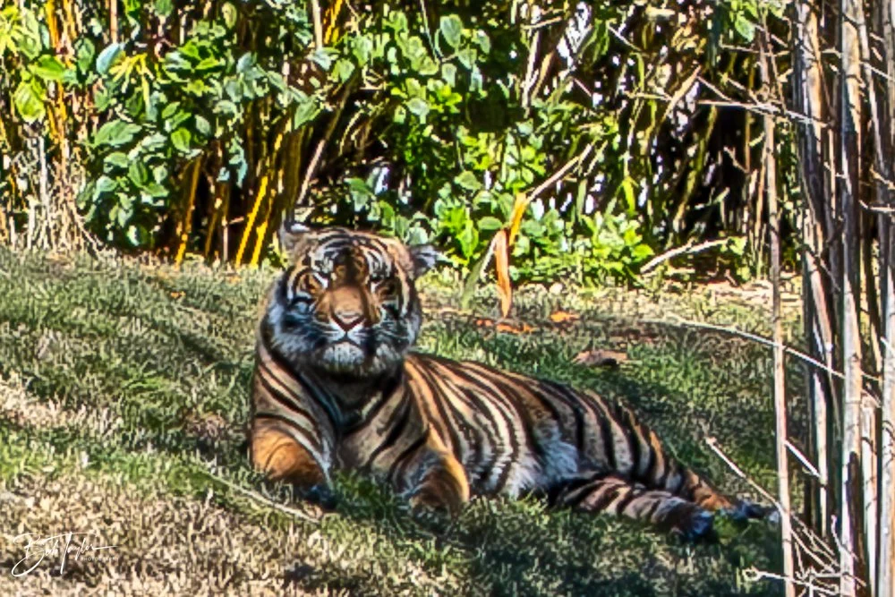 20260127-Animal Kingdom All -106.jpg