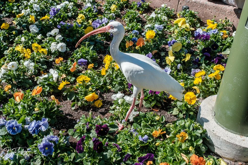 20260126-EPCOT All -121.jpg