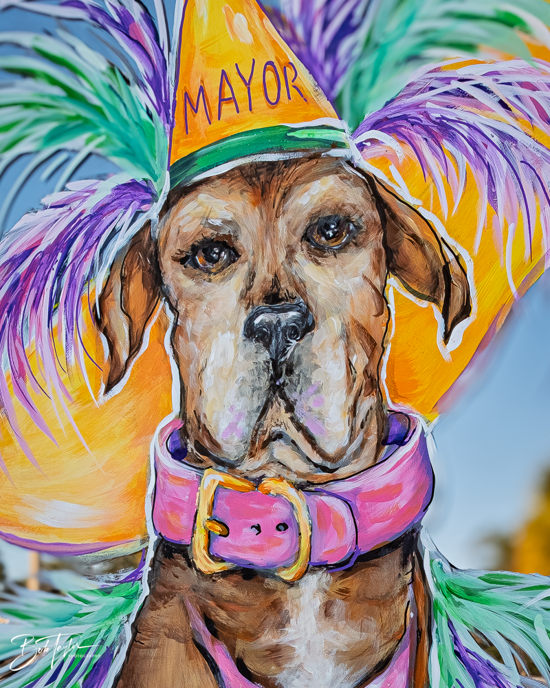 20260115-Mardi Gras Windows -101.png