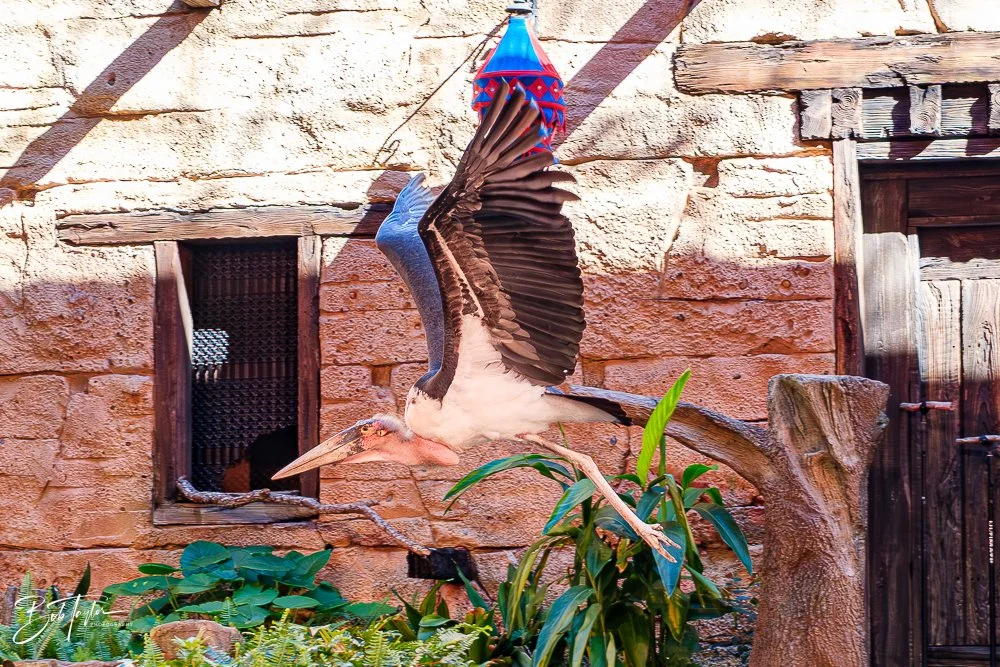 20260127-Animal Kingdom All -42.jpg