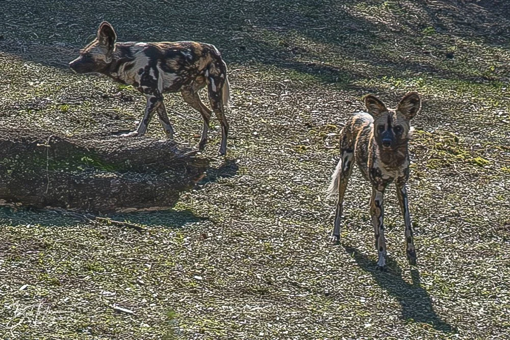 20260127-Animal Kingdom All -70.jpg