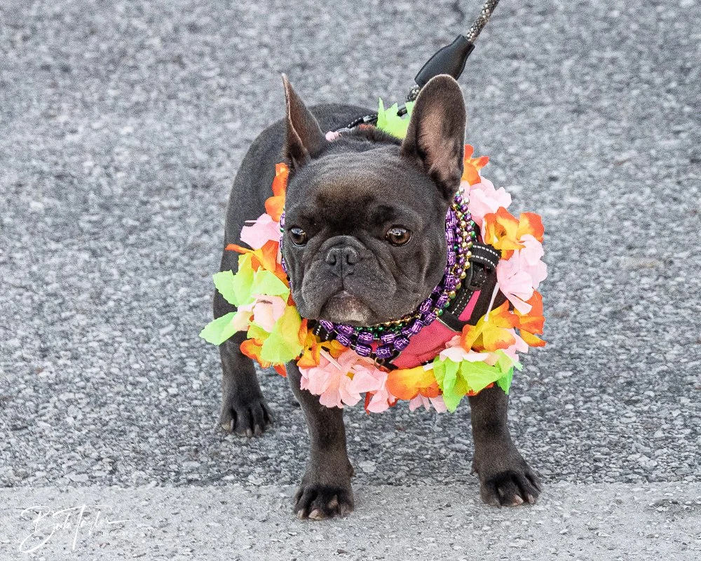 20260206-Mardi Gras Kids -97.jpg