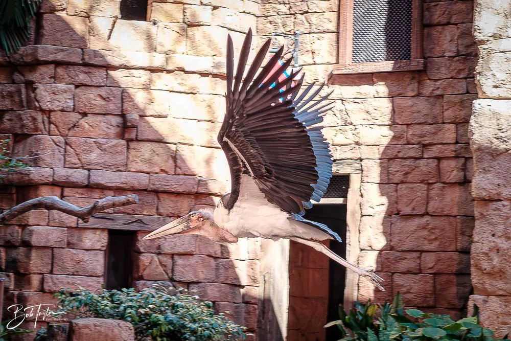 20260127-Animal Kingdom All -43.jpg