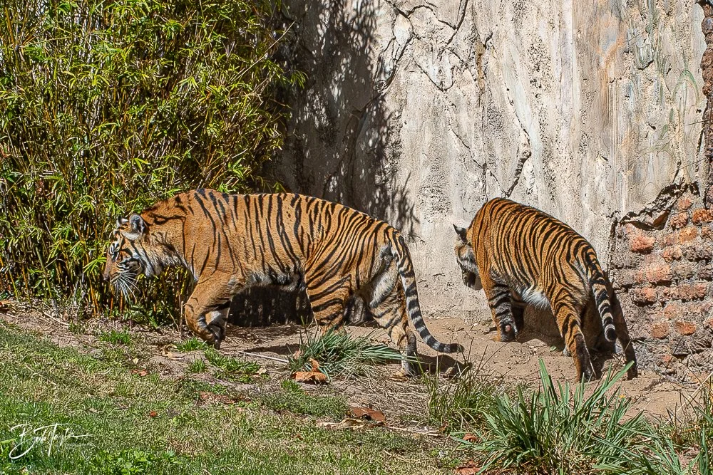 20260127-Animal Kingdom All -107.jpg