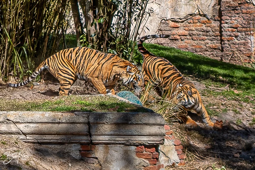 20260127-Animal Kingdom All -103.jpg