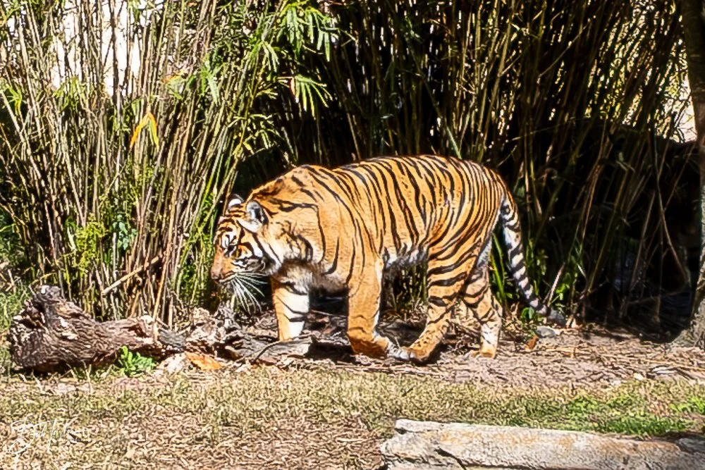 20260127-Animal Kingdom All -104.jpg