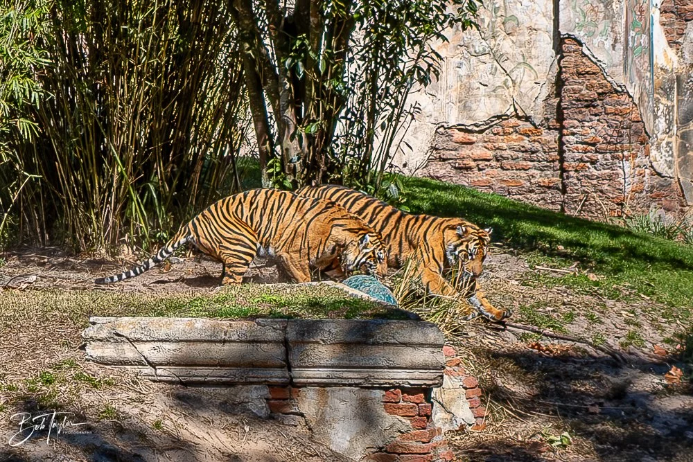 20260127-Animal Kingdom All -102.jpg