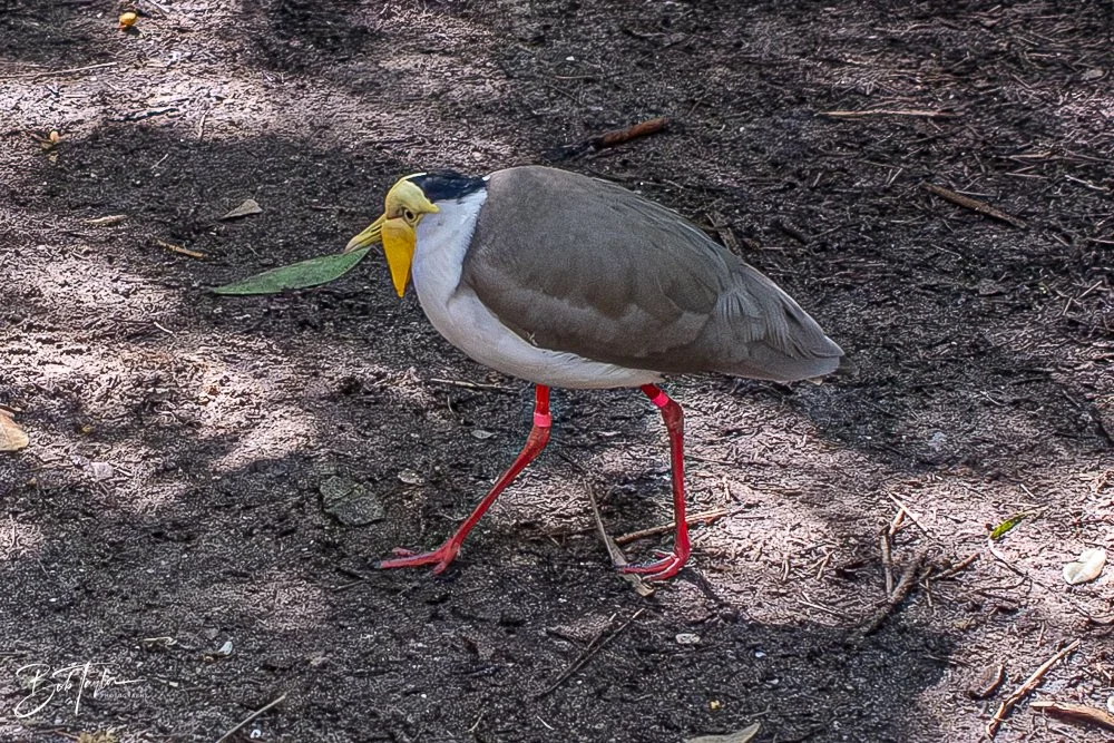 20260127-Animal Kingdom All -114.jpg