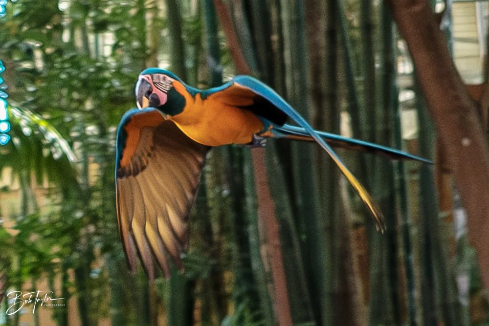 20260127-Animal Kingdom All -54.jpg