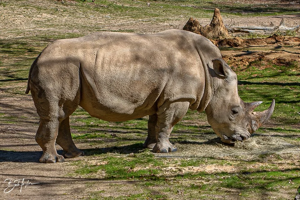 20260127-Animal Kingdom All -94.jpg