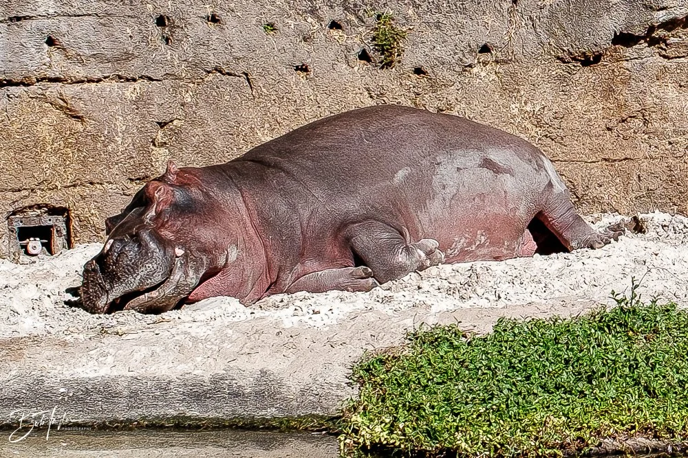 20260127-Animal Kingdom All -65.jpg