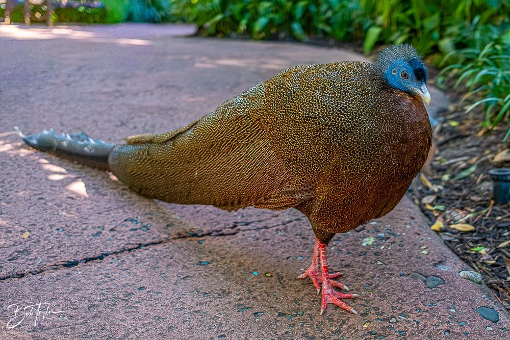 20260127-Animal Kingdom All -116.jpg