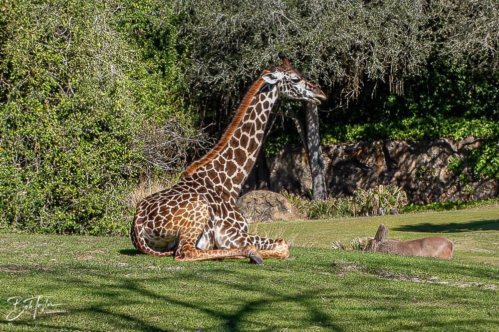 20260127-Animal Kingdom All -76.jpg