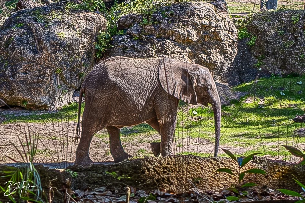 20260127-Animal Kingdom All -81.jpg