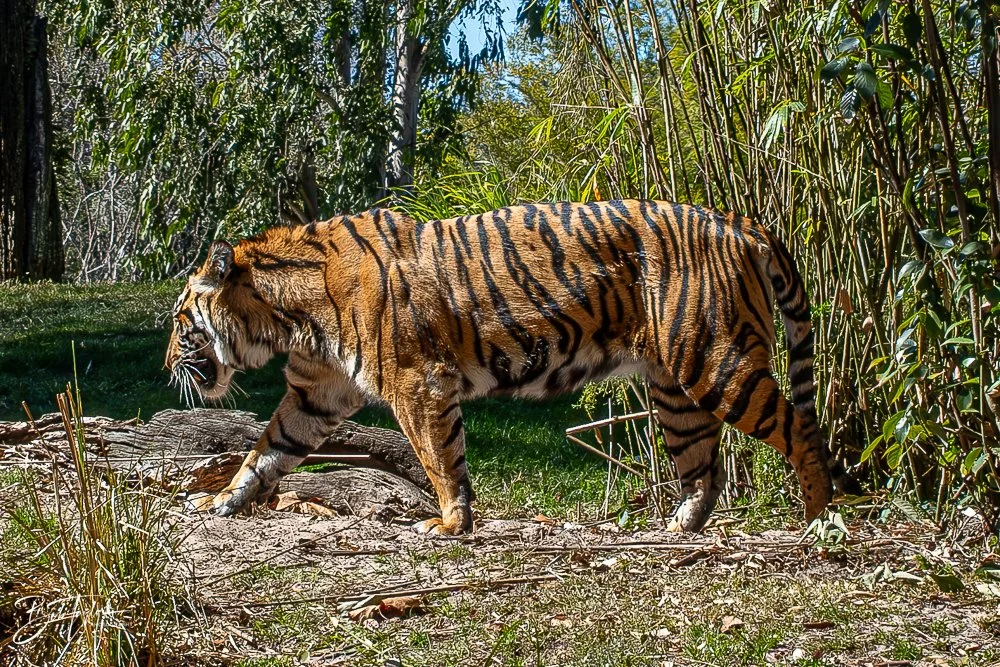 20260127-Animal Kingdom All -112.jpg