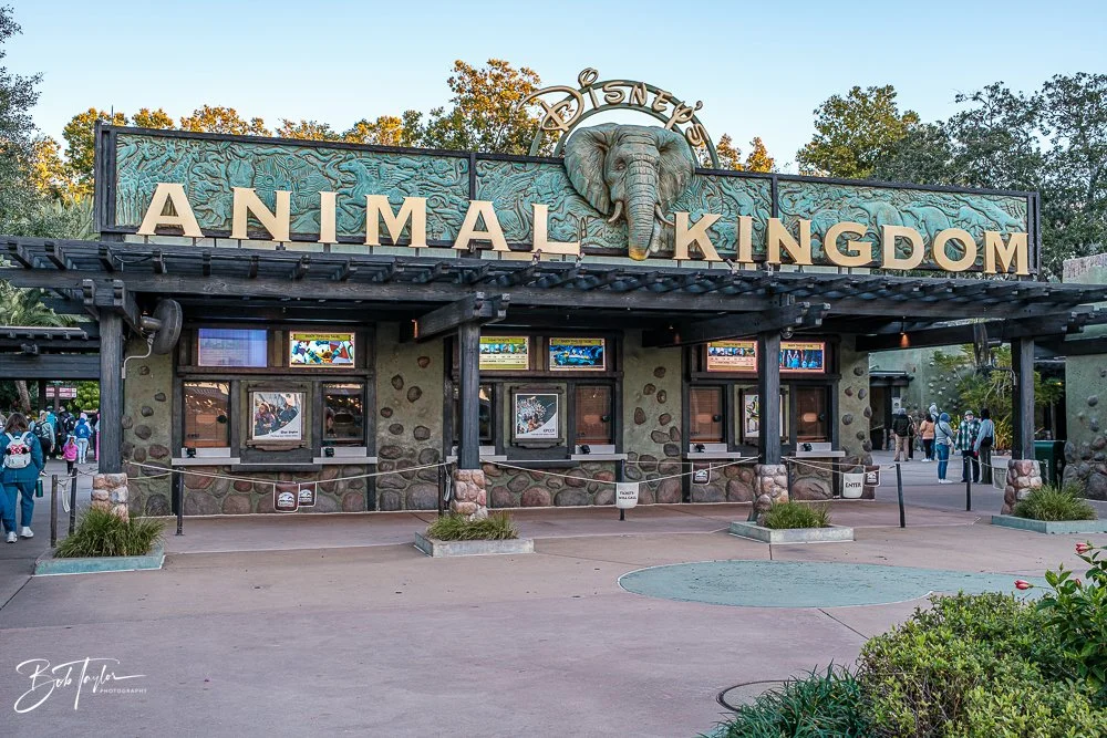 20260127-Animal Kingdom All -1.jpg