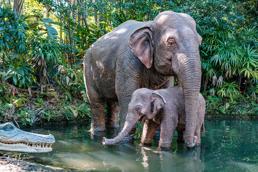 20260128-Magic Kingdom All -102.jpg