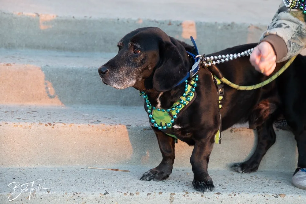 20260206-Mardi Gras Kids -99.jpg