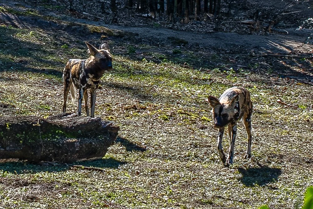 20260127-Animal Kingdom All -69.jpg