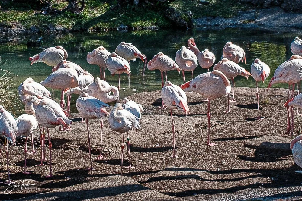 20260127-Animal Kingdom All -88.jpg