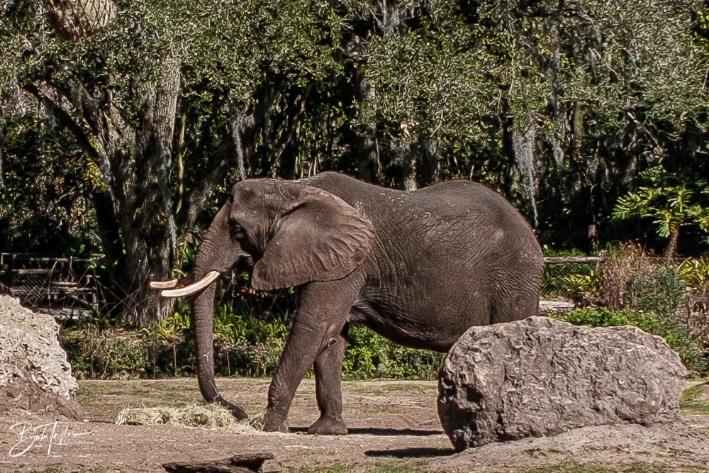 20260127-Animal Kingdom All -85.jpg