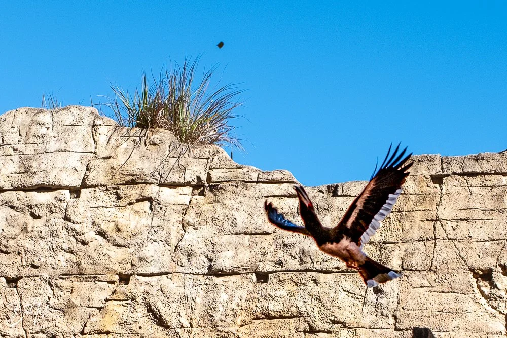 20260127-Animal Kingdom All -24.jpg