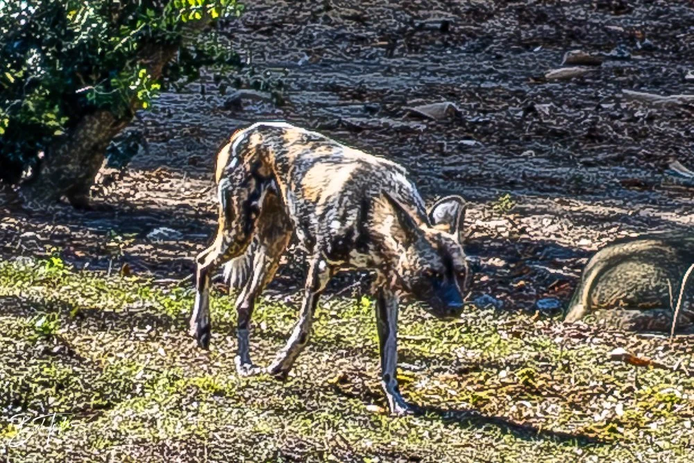 20260127-Animal Kingdom All -68.jpg