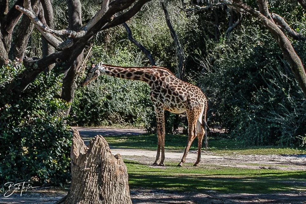 20260127-Animal Kingdom All -72.jpg