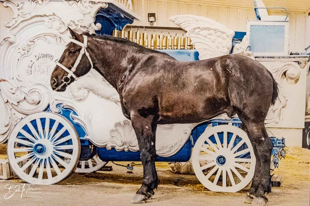 20260131-Fort Wilderness -26.jpg