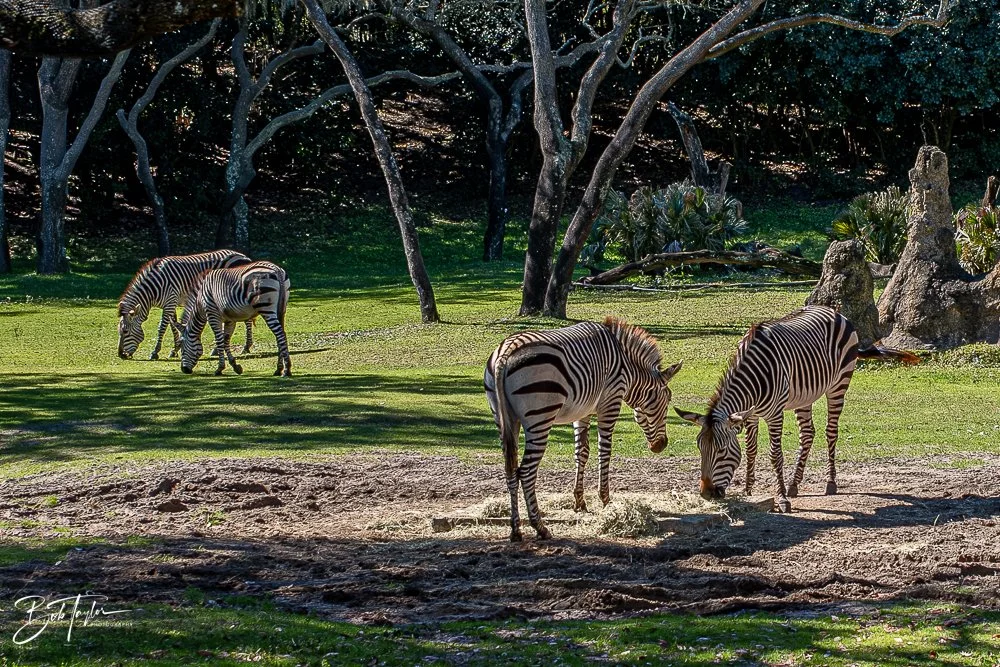 20260127-Animal Kingdom All -71.jpg