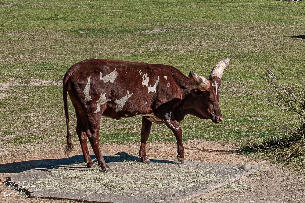 20260127-Animal Kingdom All -73.jpg