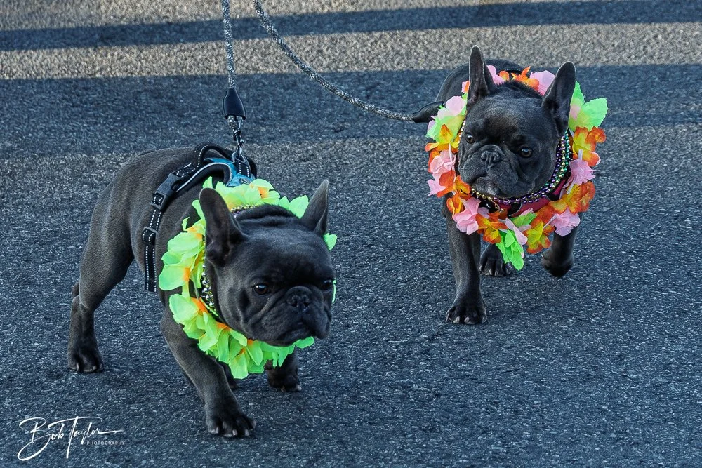 20260206-Mardi Gras Kids -29.jpg