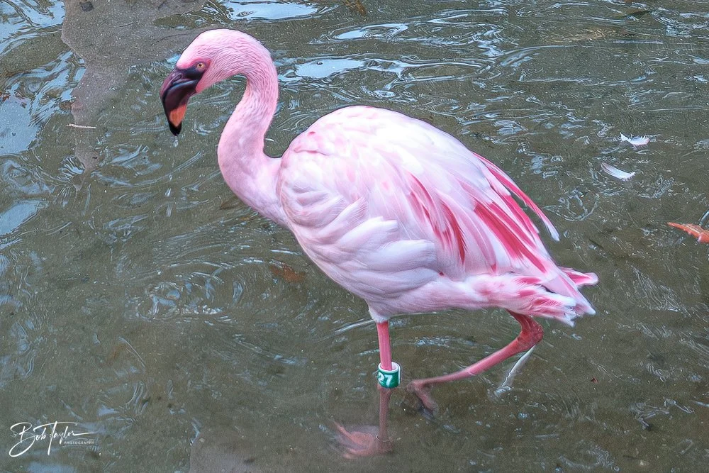 20260127-Animal Kingdom All -6.jpg