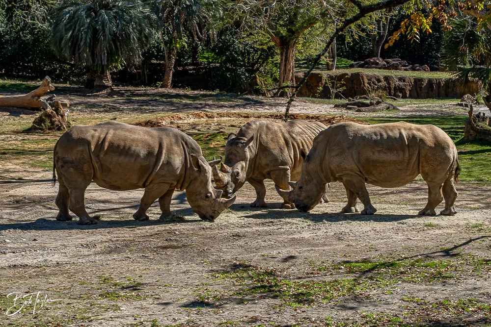 20260127-Animal Kingdom All -92.jpg