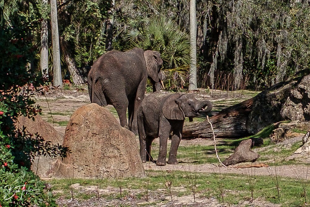 20260127-Animal Kingdom All -84.jpg