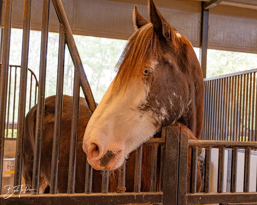 20260131-Fort Wilderness -30.jpg