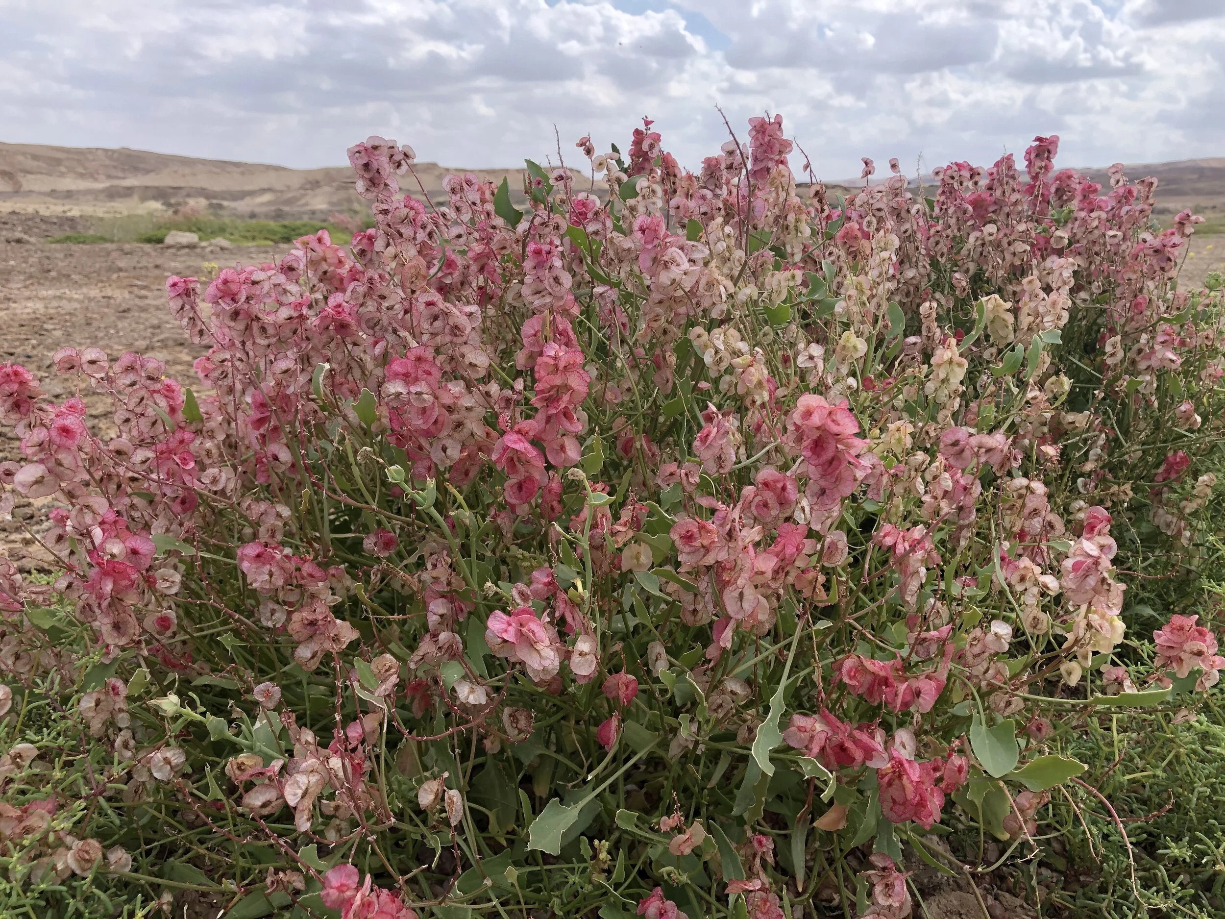 The Answer Is Blowing In The Wind