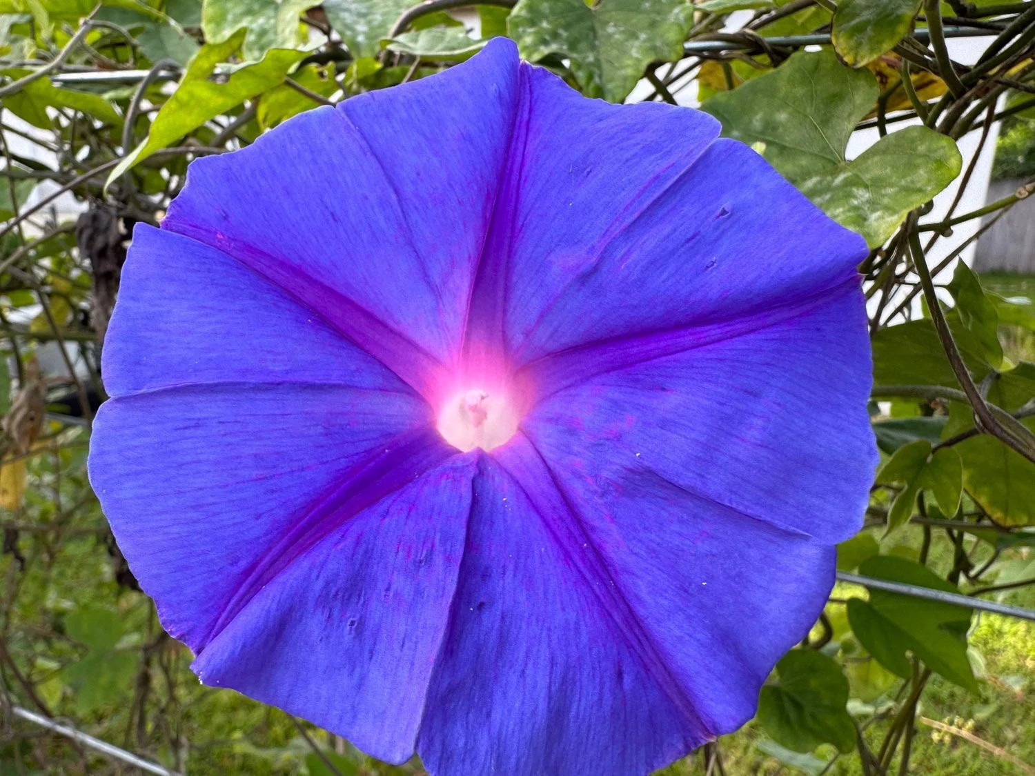 תרגול 15 / 3.4.2024 