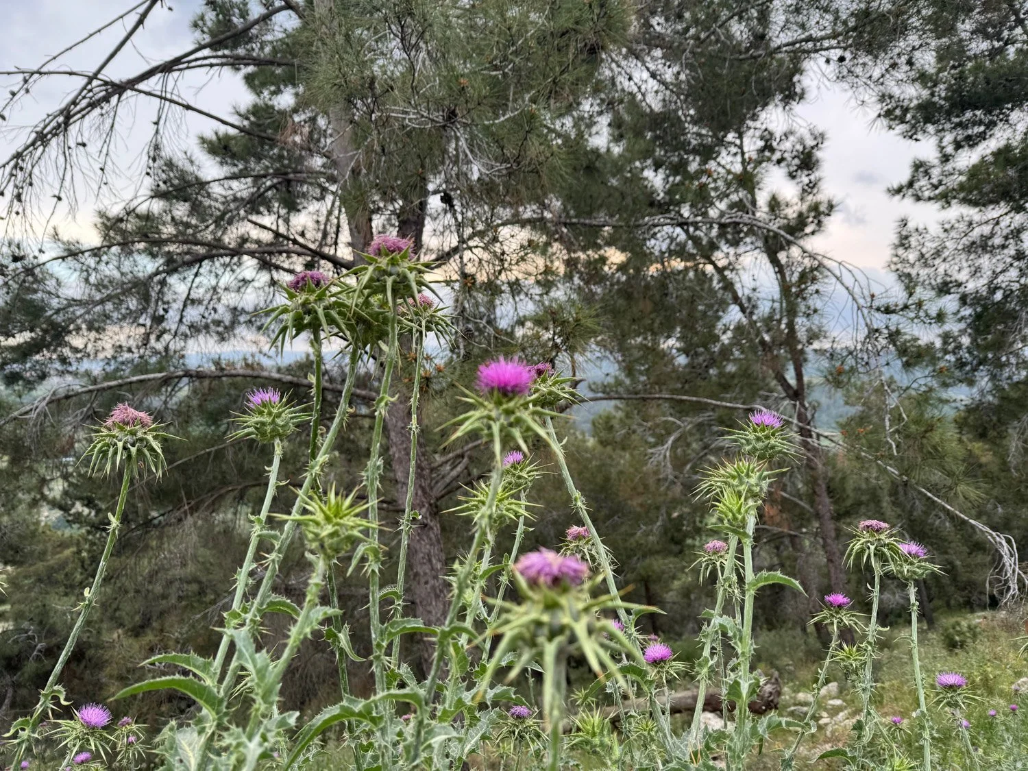 תרגול  26  / 15.4.2024        