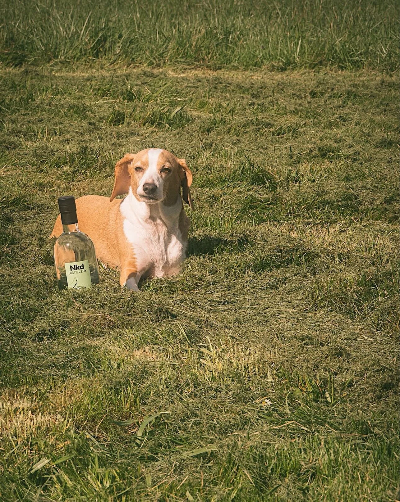 Daisy waits patiently with her favorite tequila for someone to make her a marg for Taco Tuesday. 

📷: @seaman_shoots