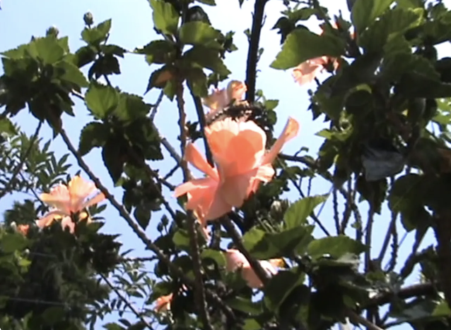 Maria Bottle / Adidas MX