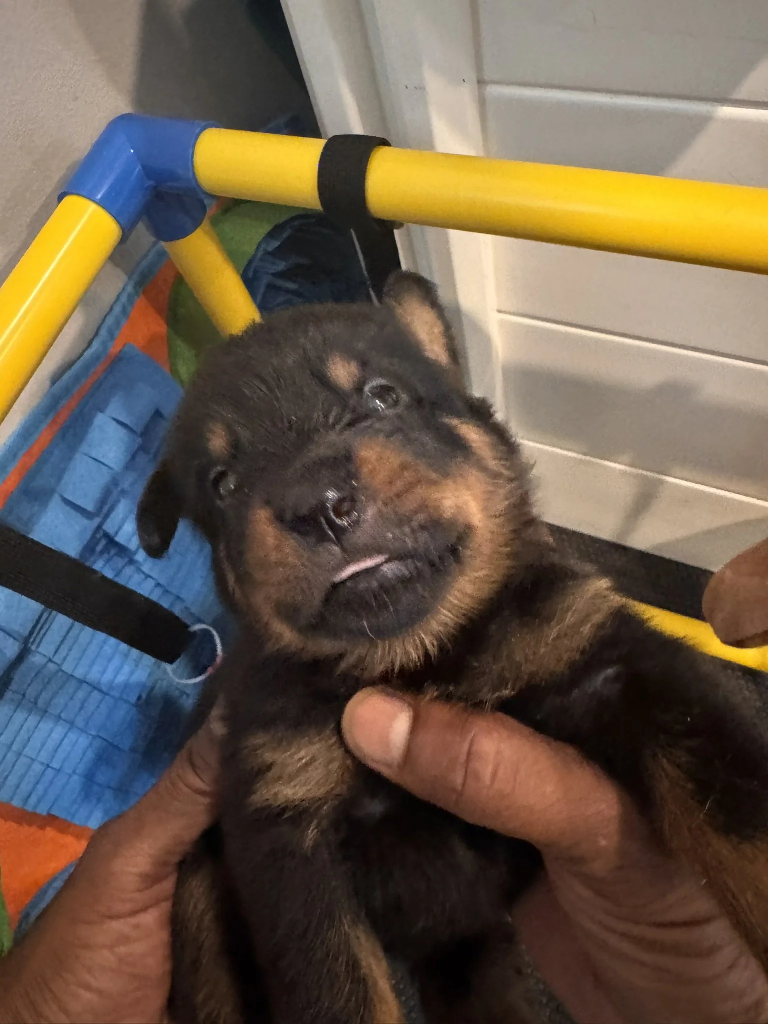 Close-up of a small puppy's face being gently held by a person, with yellow and blue toy bars in the background.