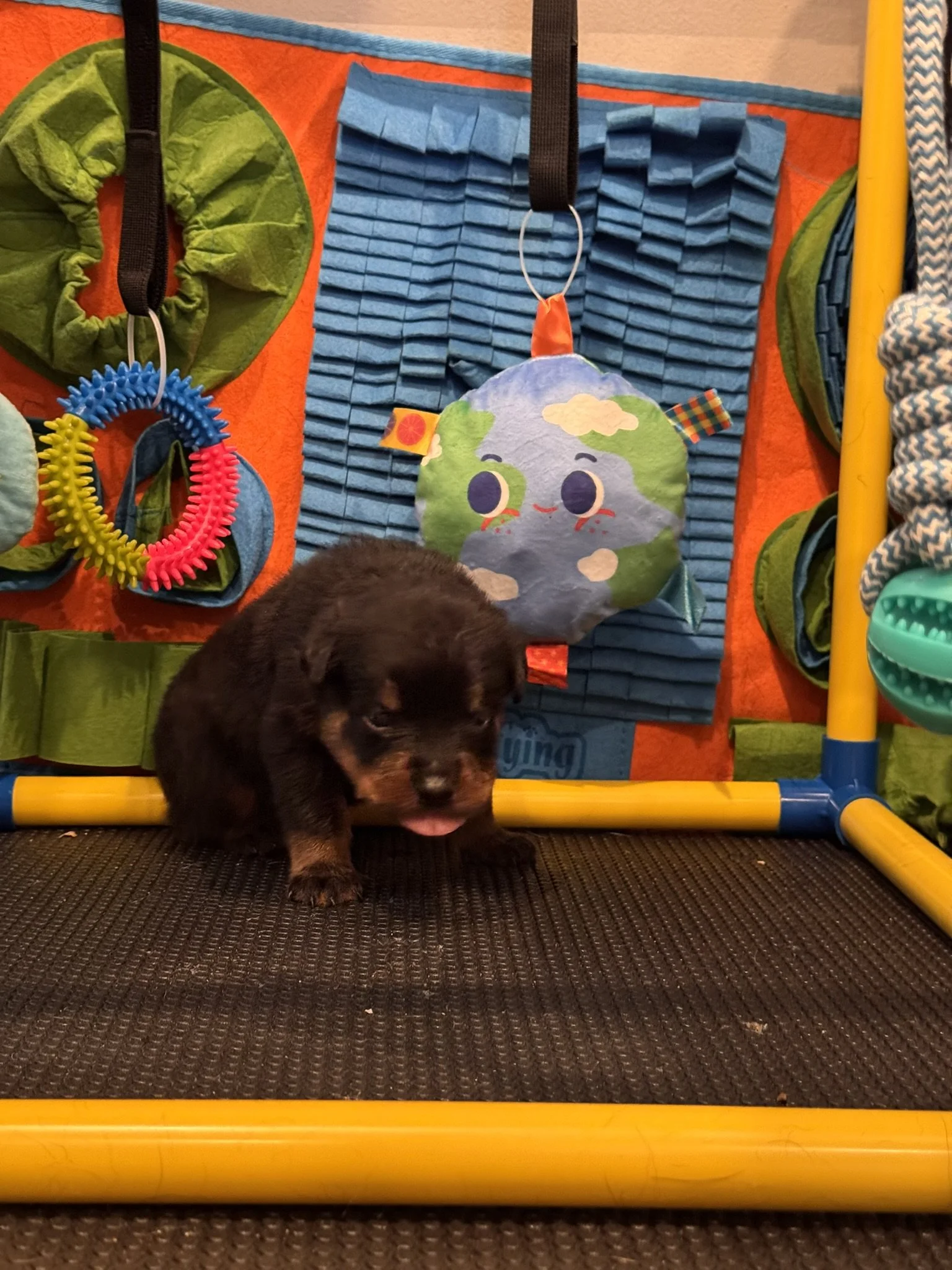 Small black and tan puppy standing on a black mat in front of a colorful PlayArea with toys and decorations.