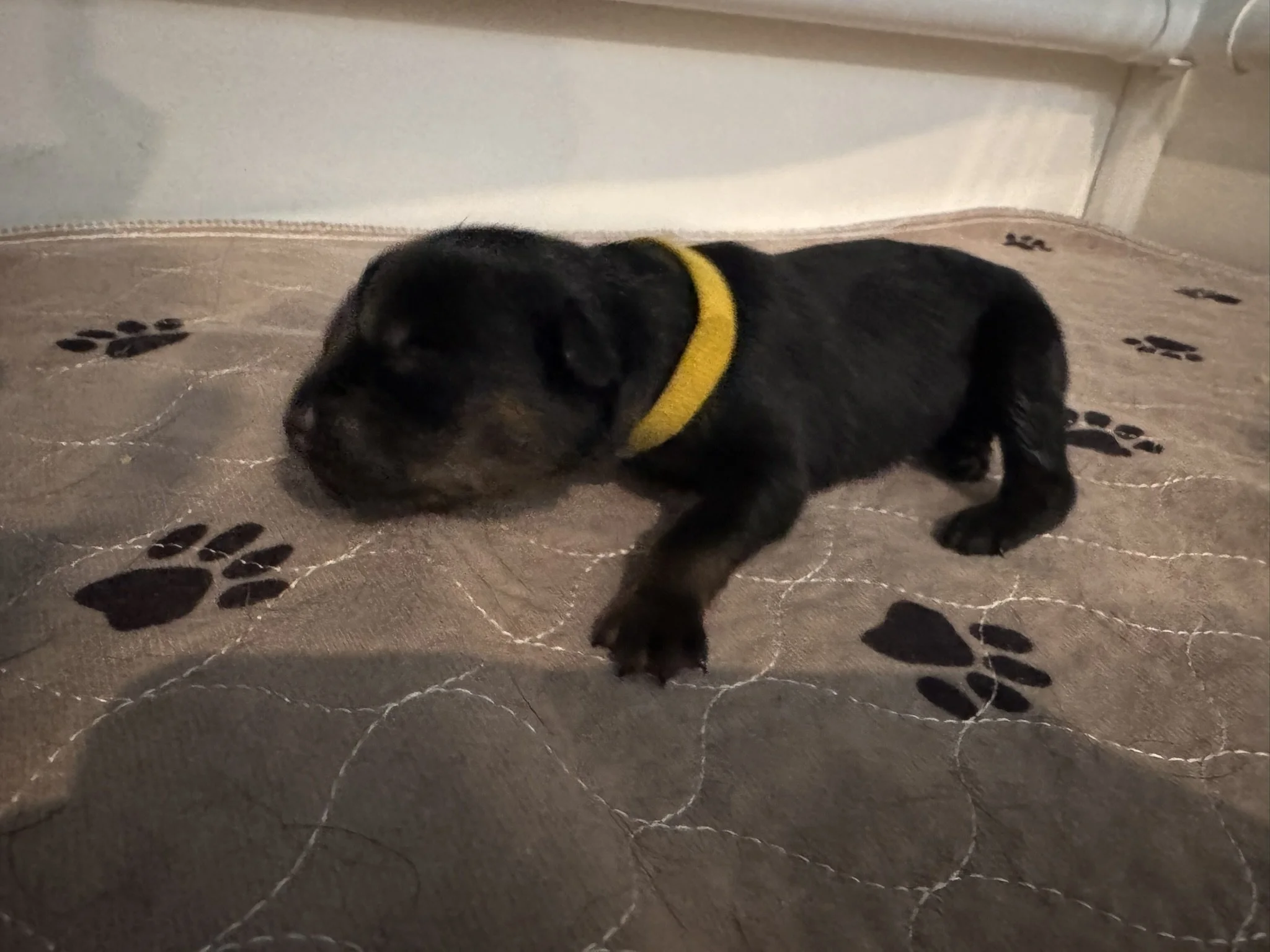 A small black and brown puppy wearing a yellow collar, lying on a brown mat with black paw-print patterns, near a white wall and white baseboard.