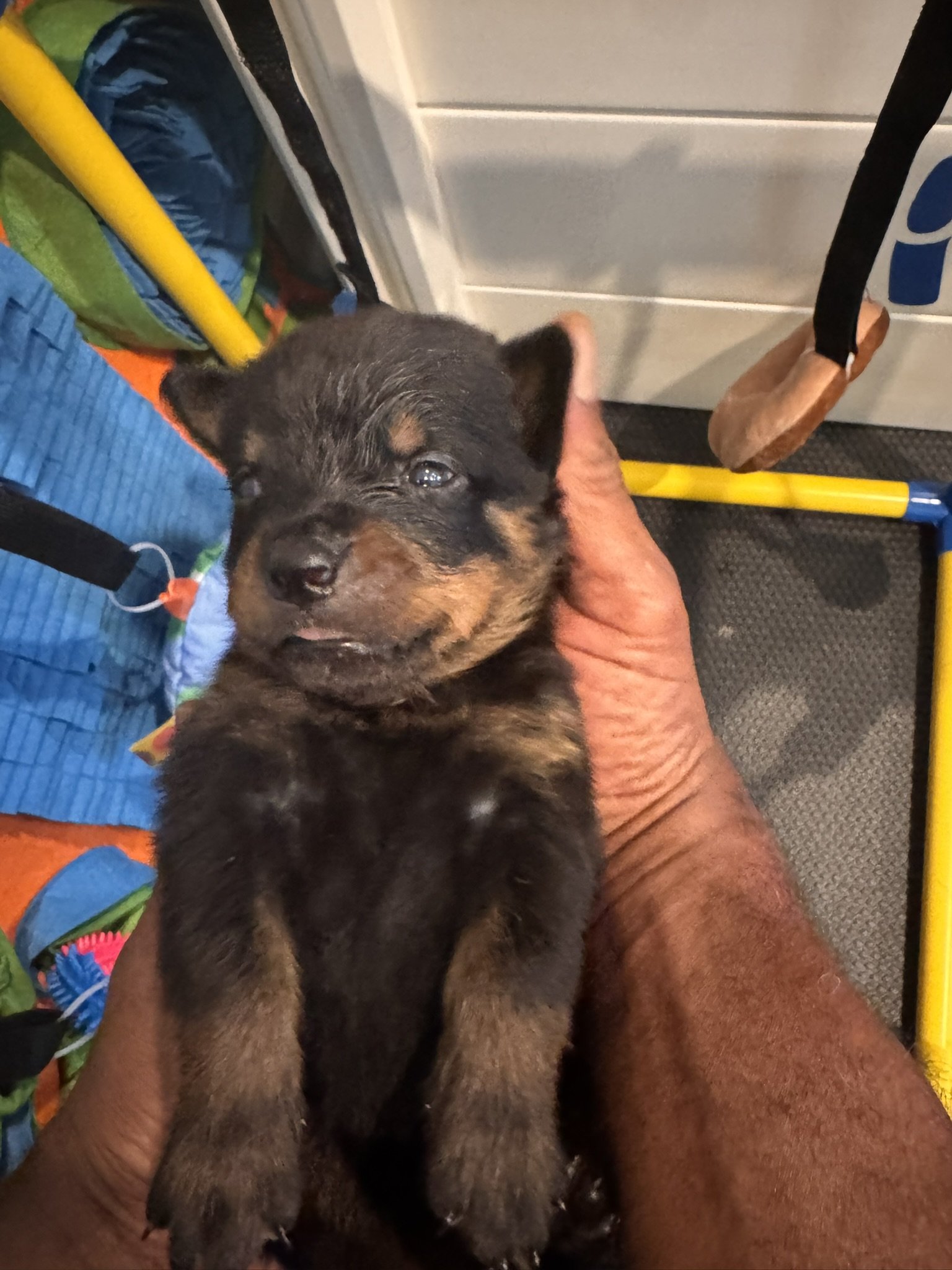 A small black and brown puppy being held by a person's hand. The setting appears to be indoors, possibly on a bus or train, with colorful items and luggage in the background.