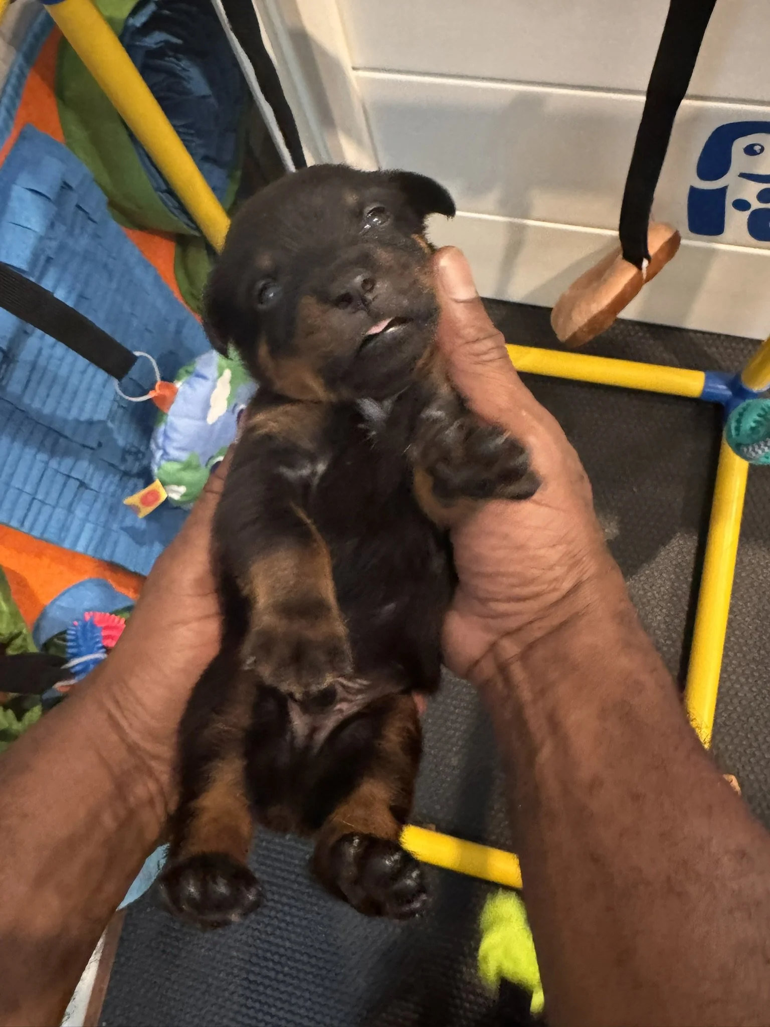 A person holding a small black and tan puppy with blue eyes inside a store, near a yellow and blue shopping cart and metal shelving with a blue sign.