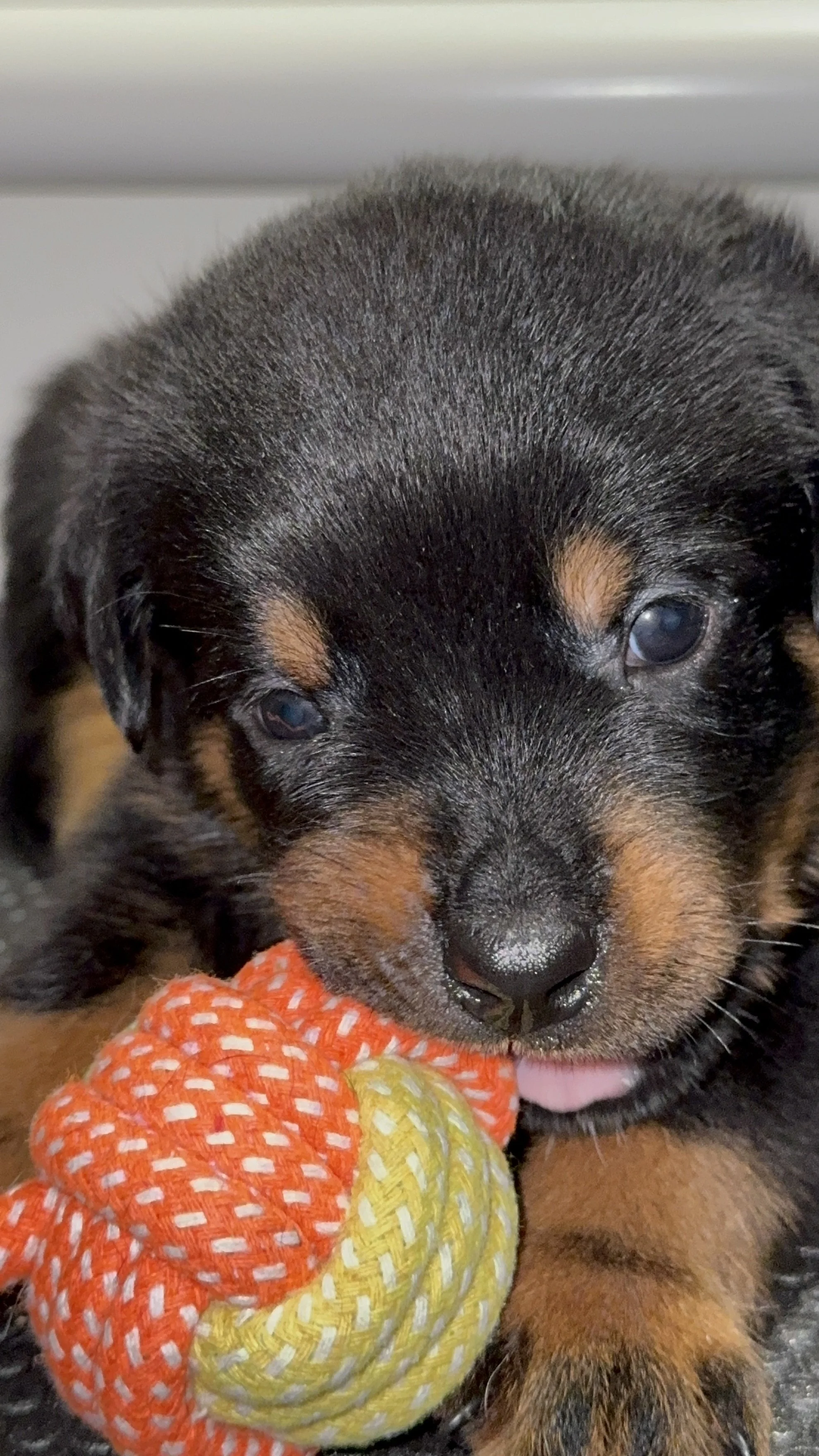 Close-up of a cute Rottweiler puppy with black and tan fur, holding an orange and yellow ball, on a dark surface.