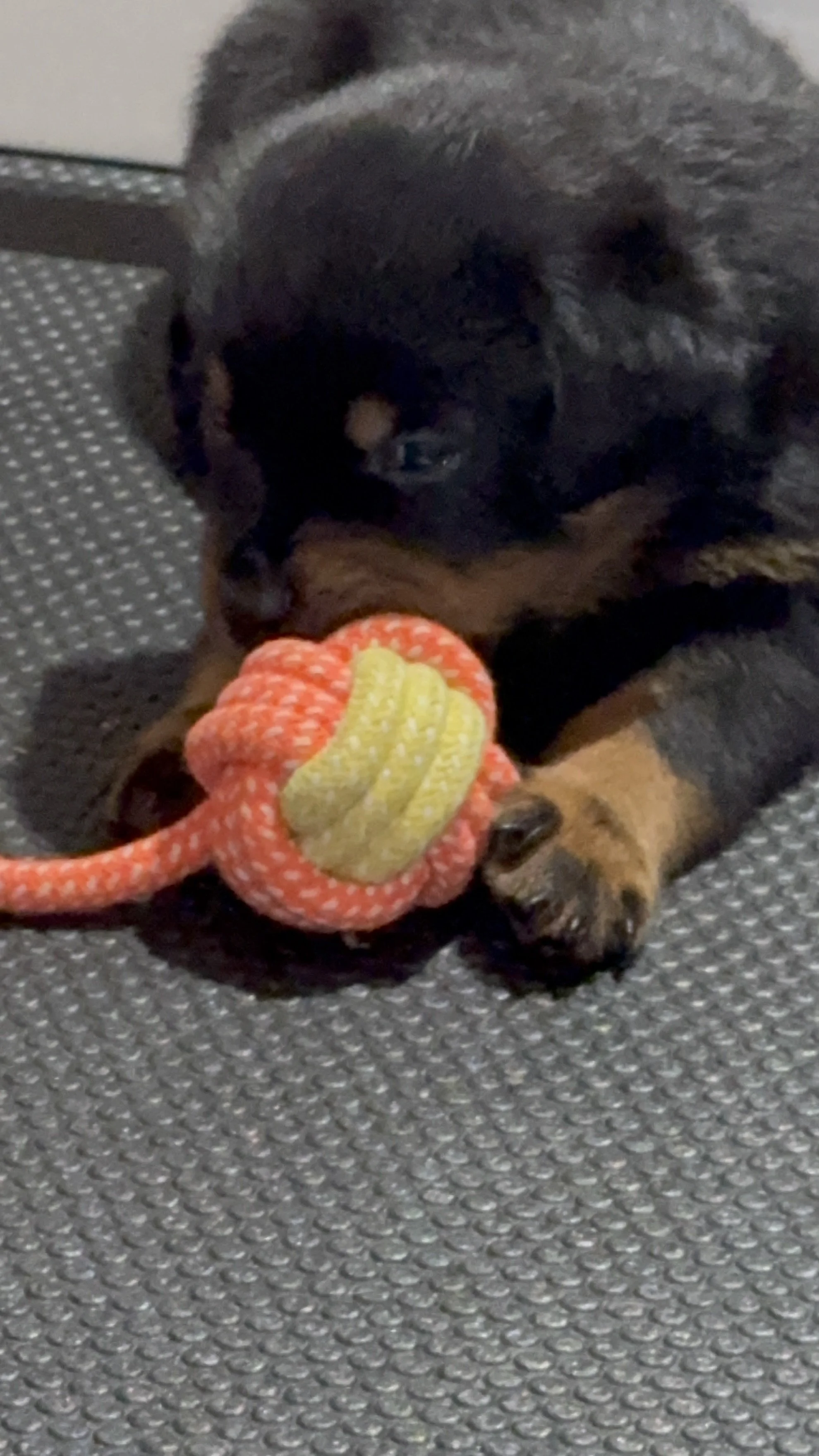 A black and brown puppy playing with a stuffed toy on a gray textured surface.