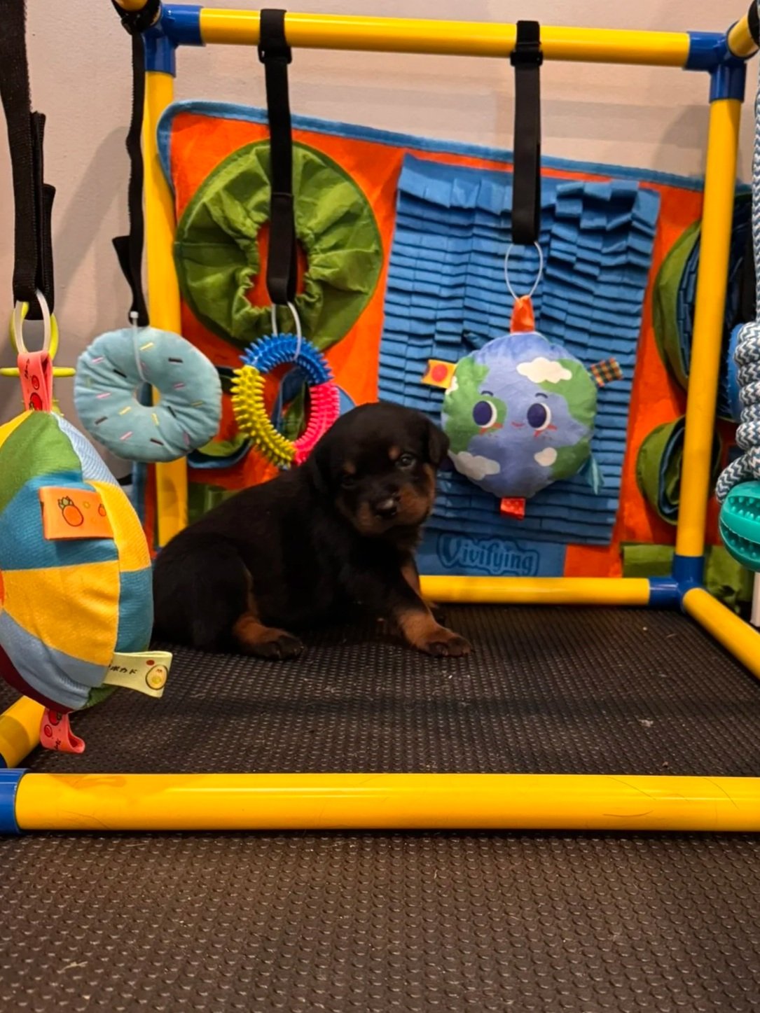 A small black and brown puppy sitting on a black textured surface in front of a colorful baby play gym with hanging plush toys, rings, and a soft fabric background, indoors.